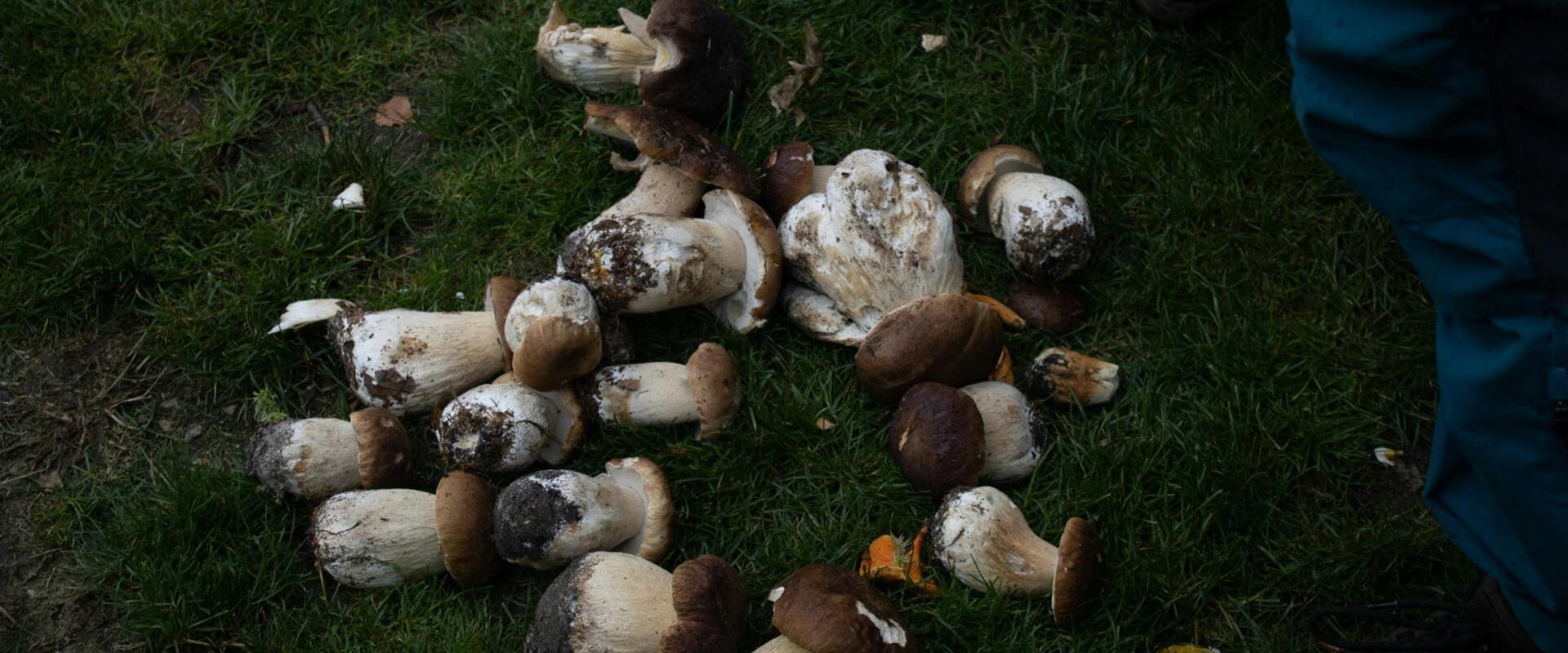 pixaby-pilze-grzyb-697044-1280-3