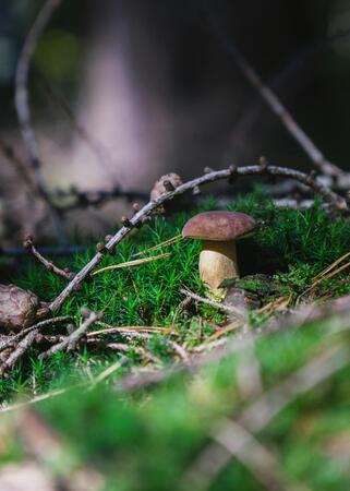 pixaby-pilze-grzyb-697044-1280-2