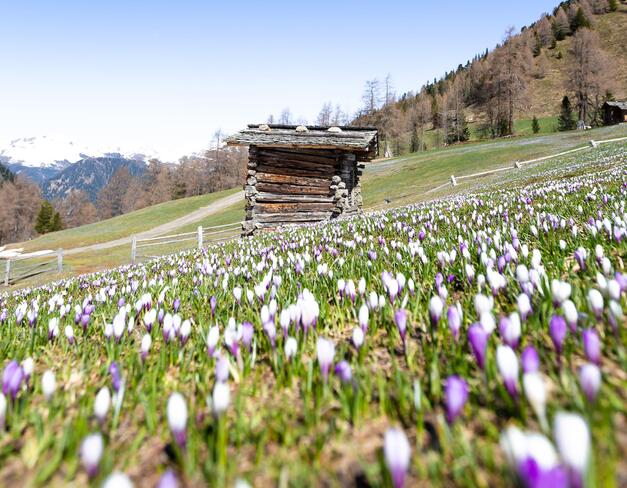 fruehling-2020-tv-gsieser-tal-kamilla-photography-20