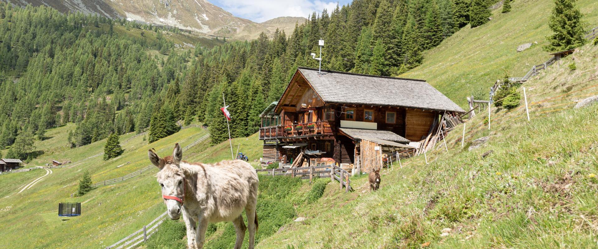 aschtalm-tv-gsieser-tal-kamilla-photography-19