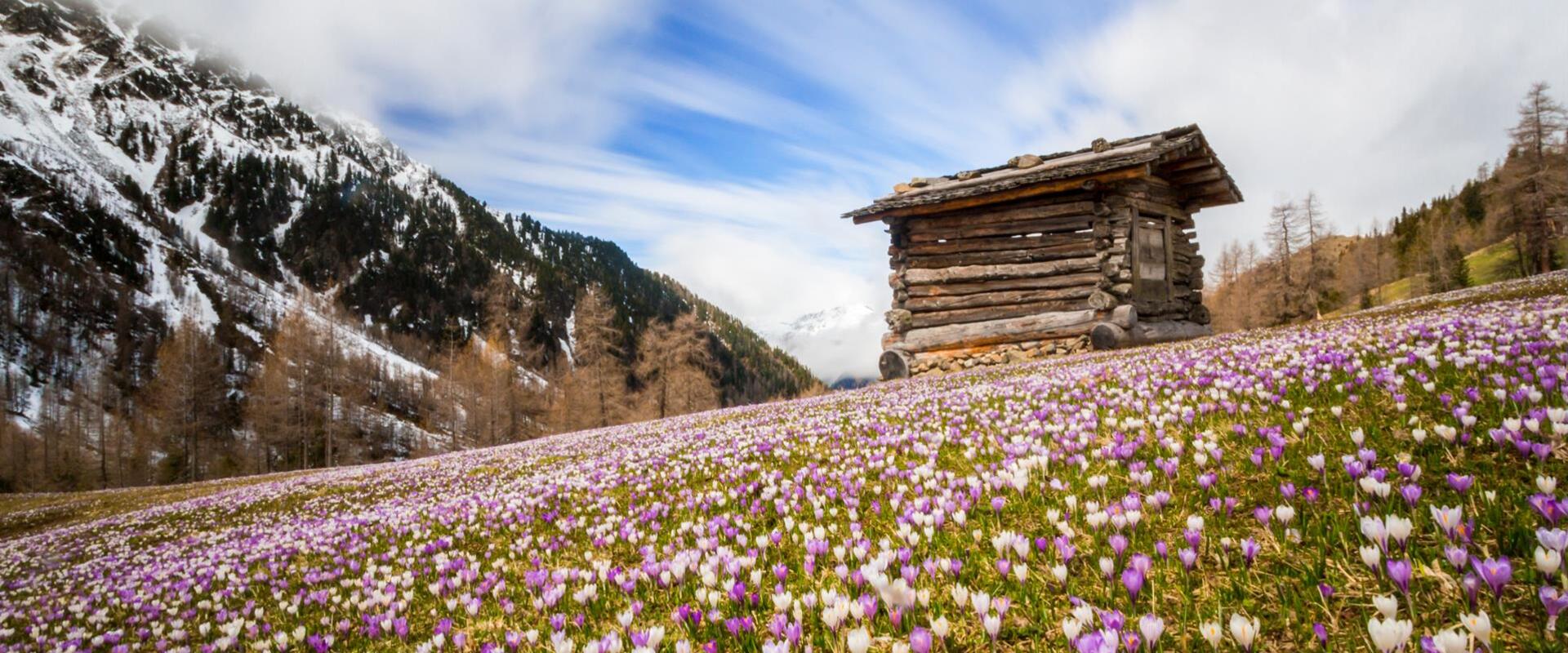 fruehling-tv-gsieser-tal-kamilla-photography-6