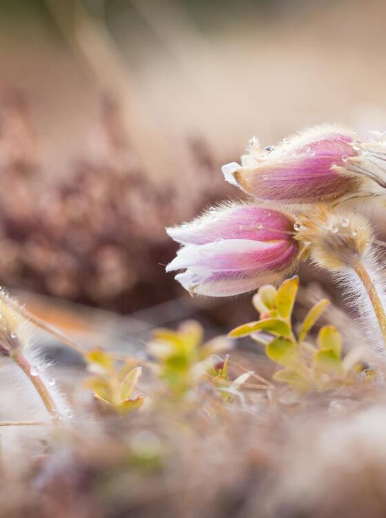 fruehling-2020-tv-gsieser-tal-kamilla-photography-2